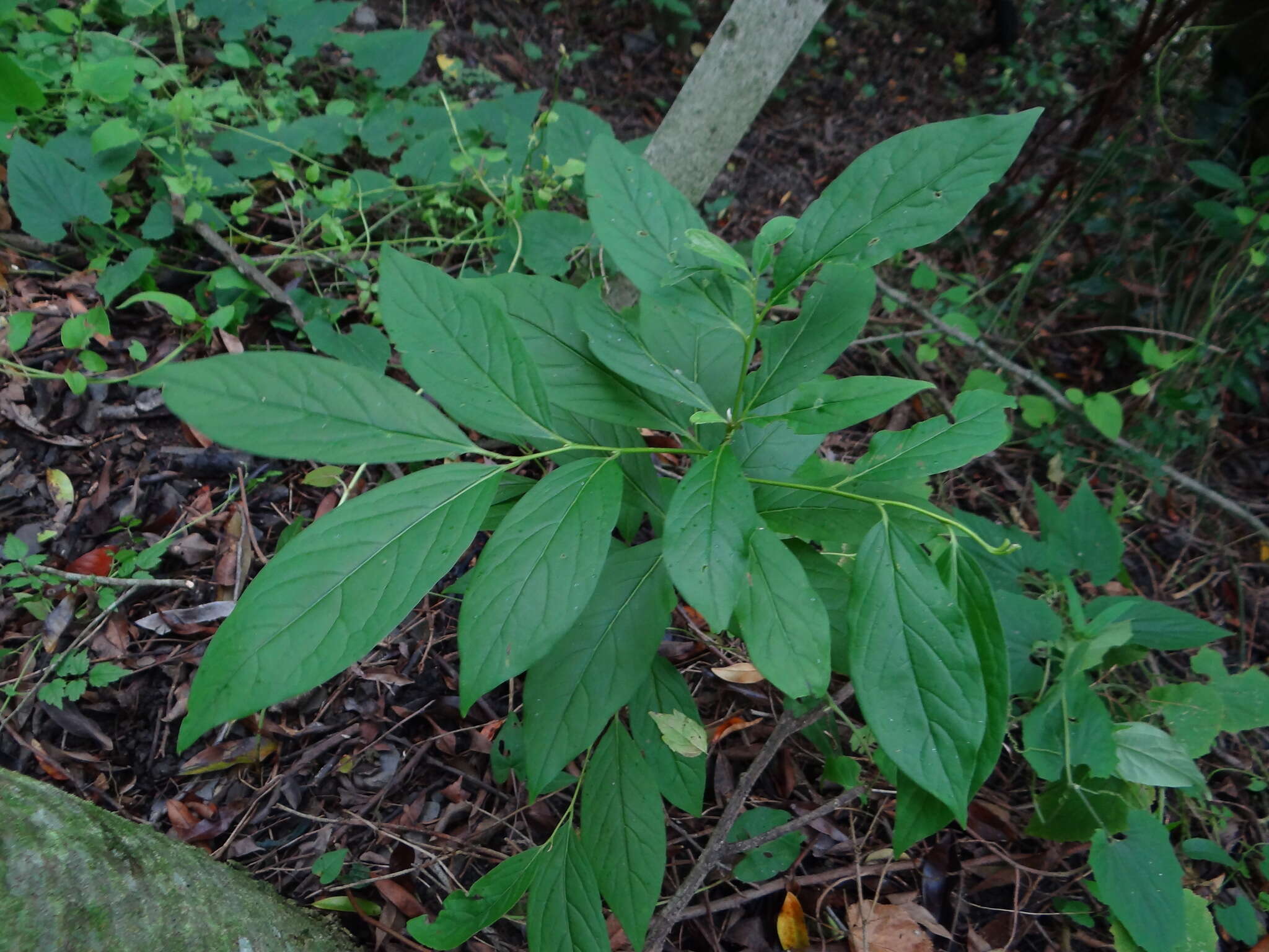 Image de Diospyros japonica Siebold & Zucc.