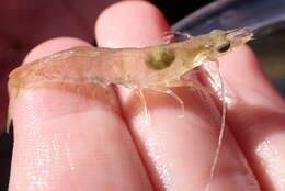 Image of Bluetailed shrimp