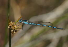 Image of Austrolestes annulosus (Selys 1862)