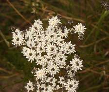 Image of Pseudoselago outeniquensis O. M. Hilliard