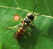 Image of Aphilanthopini R. Bohart 1966