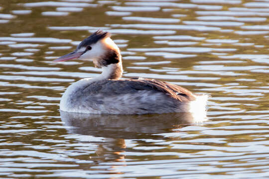 Image of Podiceps Latham 1787