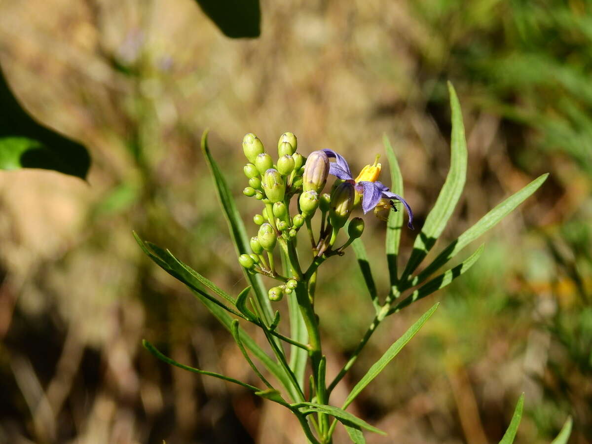 Слика од Solanum angustifidum Bitter