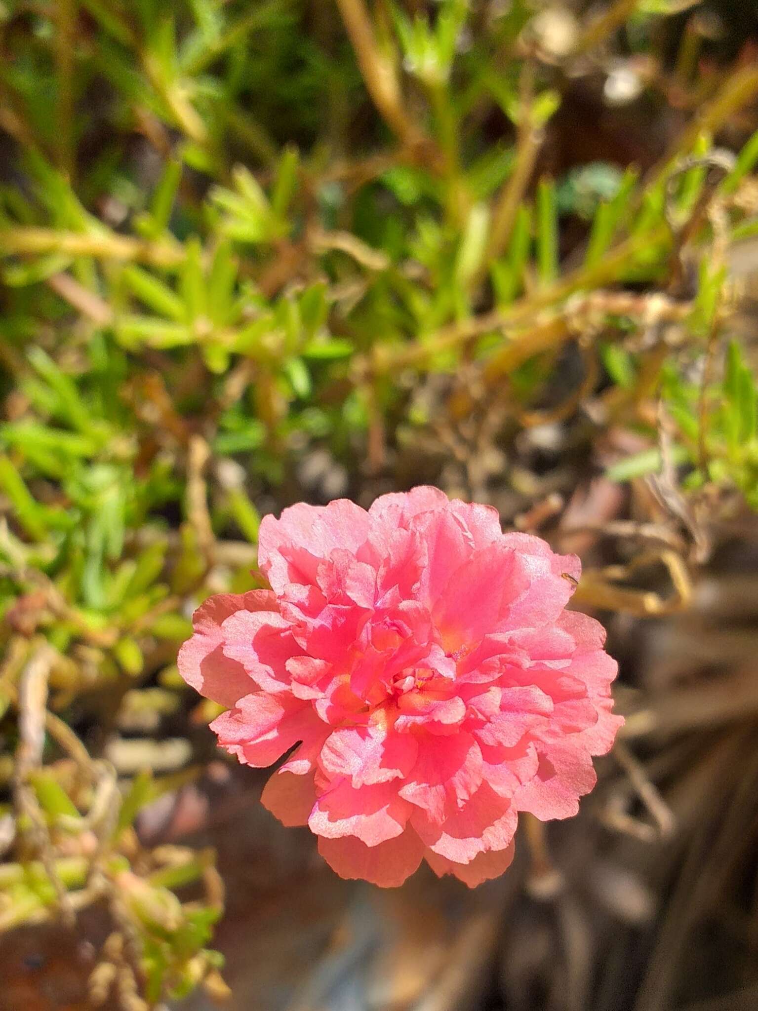 Image of Moss-rose Purslane