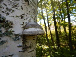 Image de Fomes fomentarius (L.) Fr.