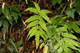 Image of Pteris arisanensis Tag.