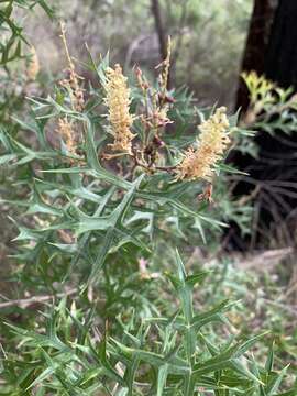 Image of Grevillea ramosissima Meissn.