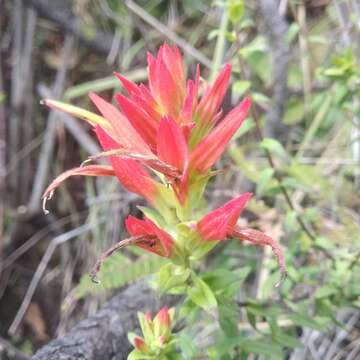 Image of Castilleja tenuiflora var. tancitaroana (G. L. Nesom) J. M. Egger