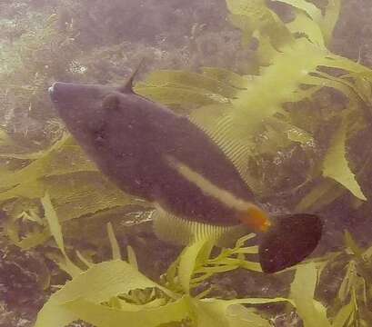 Image of Yellow-striped leatherjacket