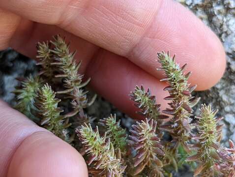 Image of Crassula colligata subsp. lamprosperma Toelken