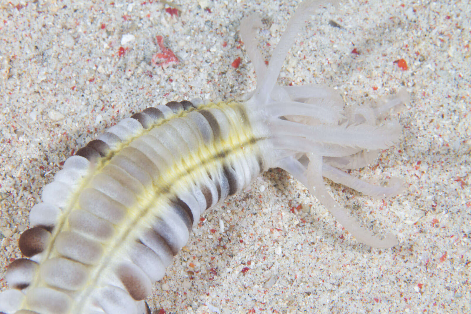 Image of Lion's Paw Sea Cucumber