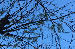 Image of Bursera morelensis Ramirez