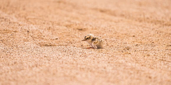 Image of Peruvian Tern