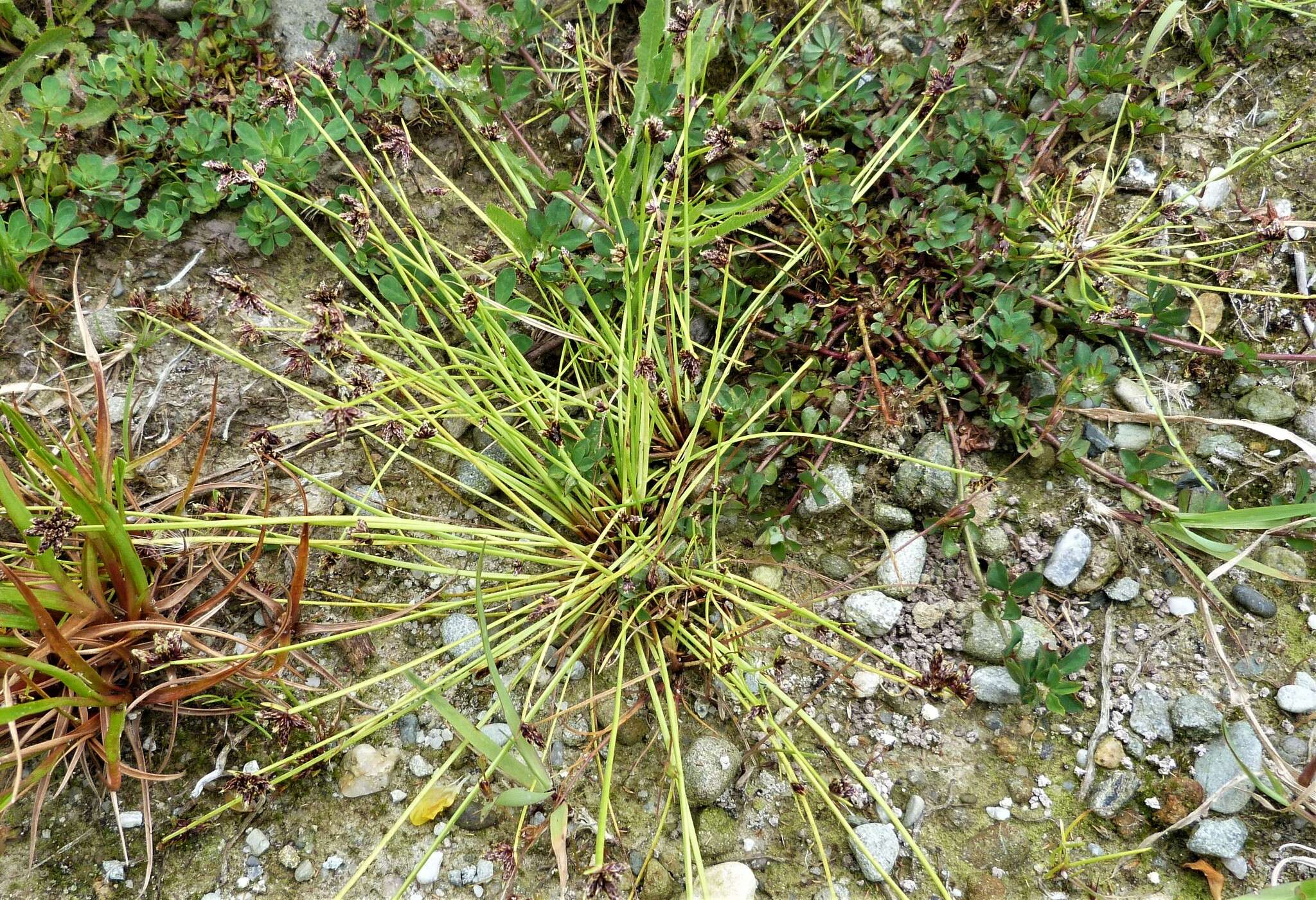 Image of Isolepis distigmatosa (C. B. Clarke) Edgar