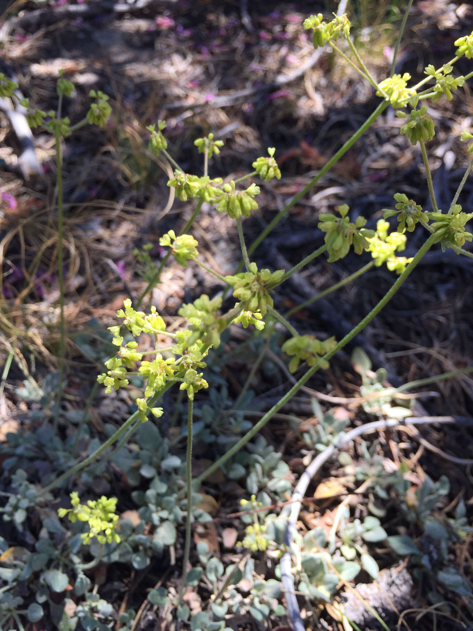 Imagem de Eriogonum marifolium A. Gray