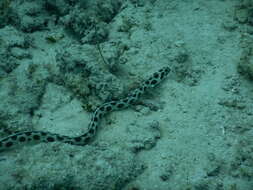 Image of Spotted snake eel