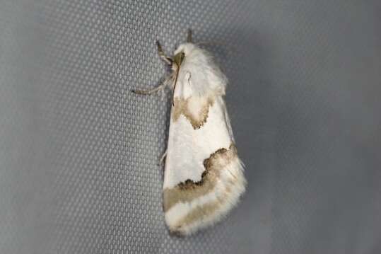 Image of Hulst's Flower Moth