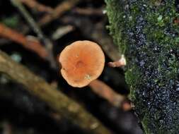 Слика од Marasmius croceus G. Stev. 1964