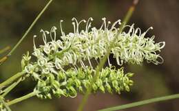 Image of Grevillea pterosperma F. Müll.