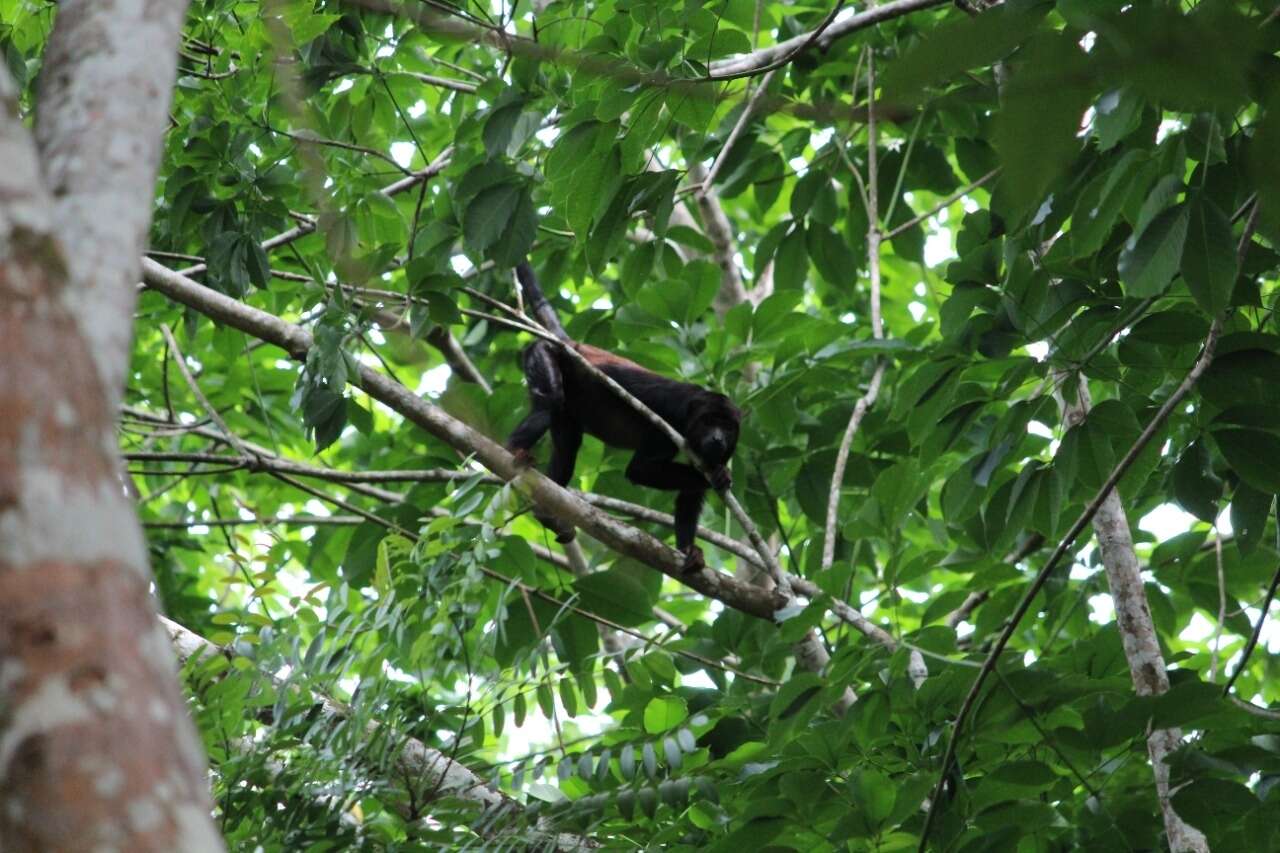 Image of Red-handed Howling Monkey