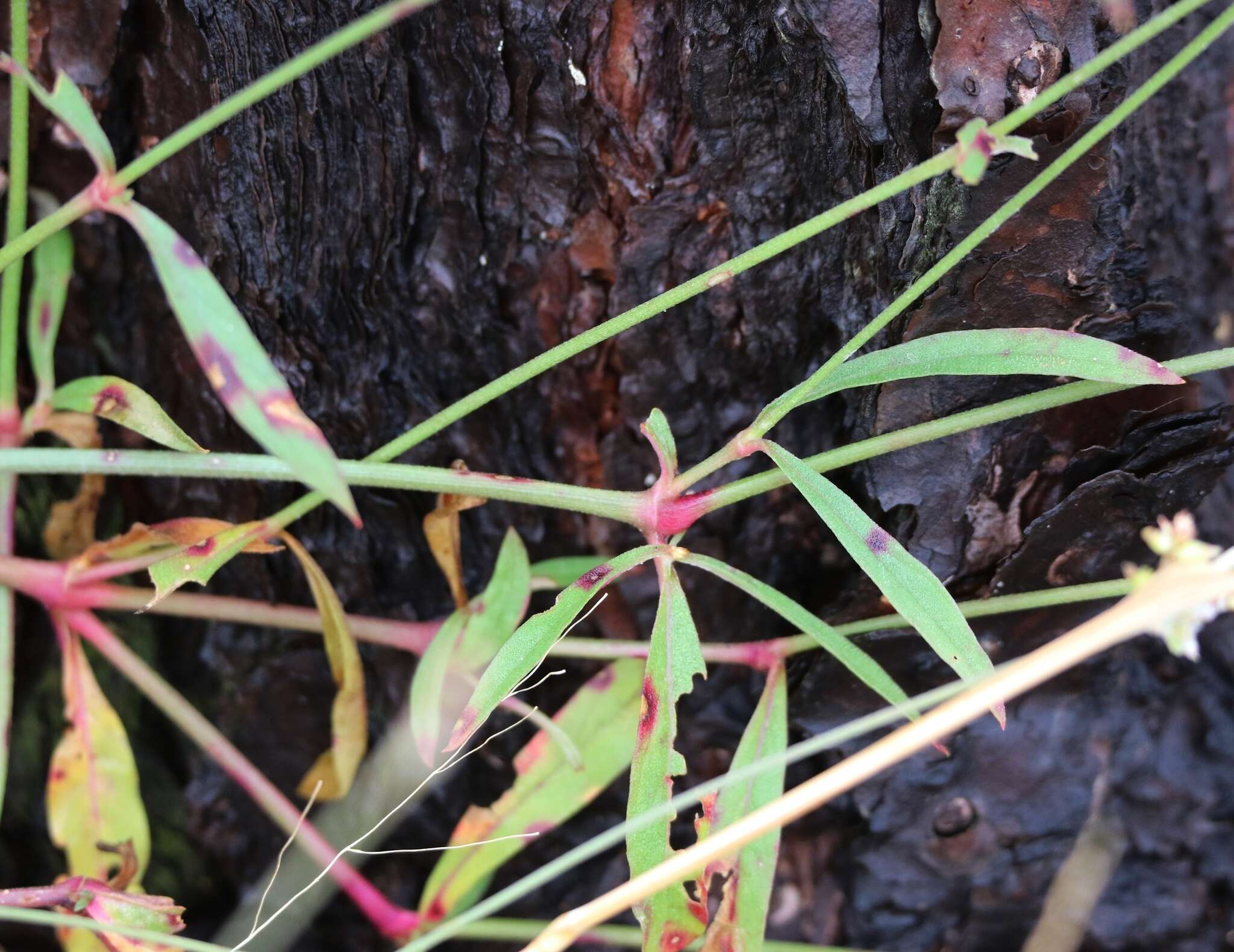 Image of slender snakecotton