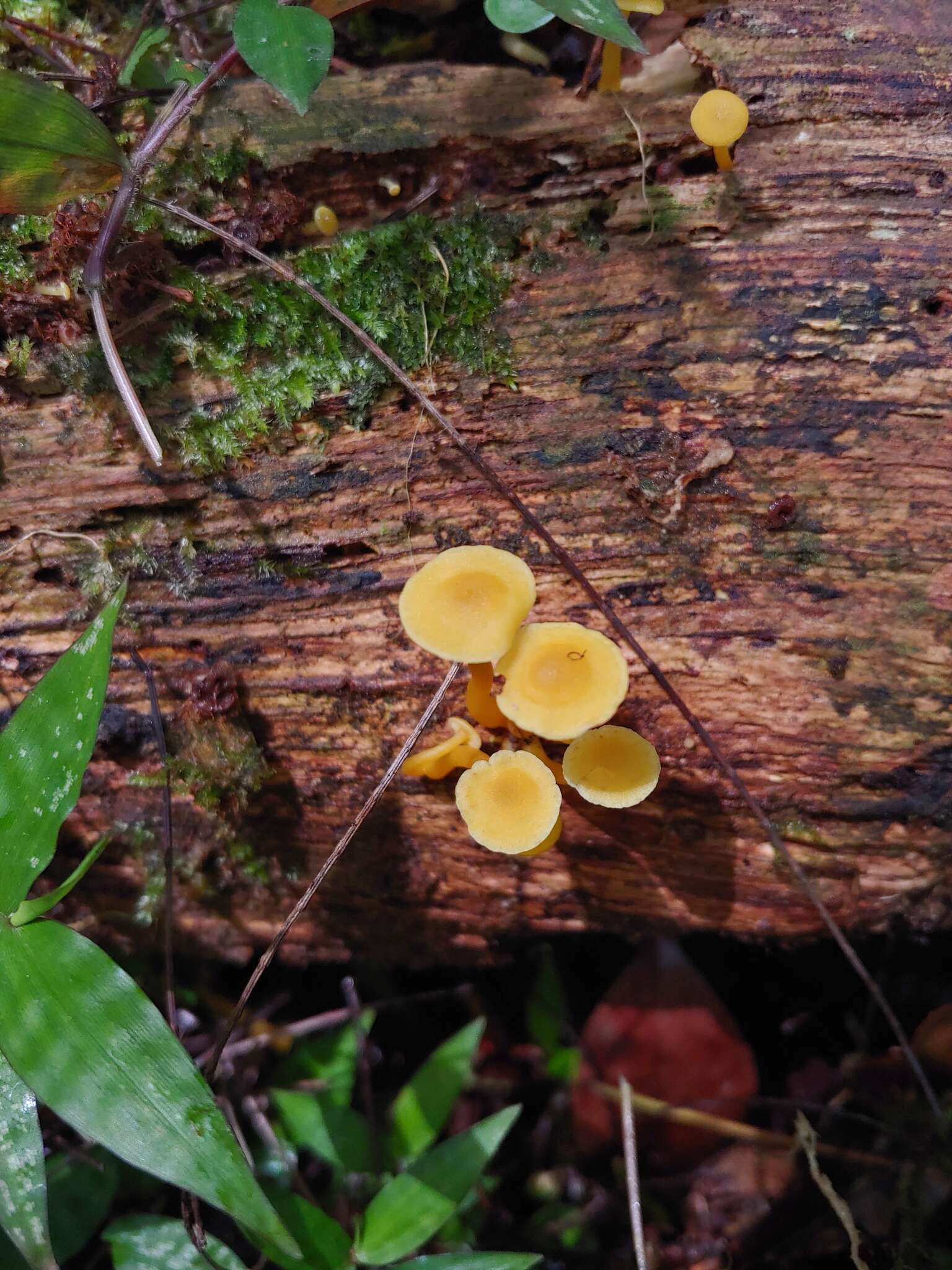 Image of Tricholomopsis aurea (Beeli) Desjardin & B. A. Perry 2017