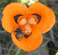 Image of Moraea villosa subsp. elandsmontana Goldblatt