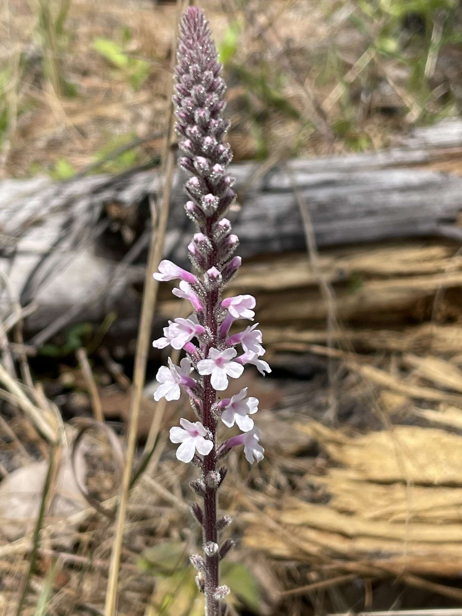 Image de Verbena carnea Medik.