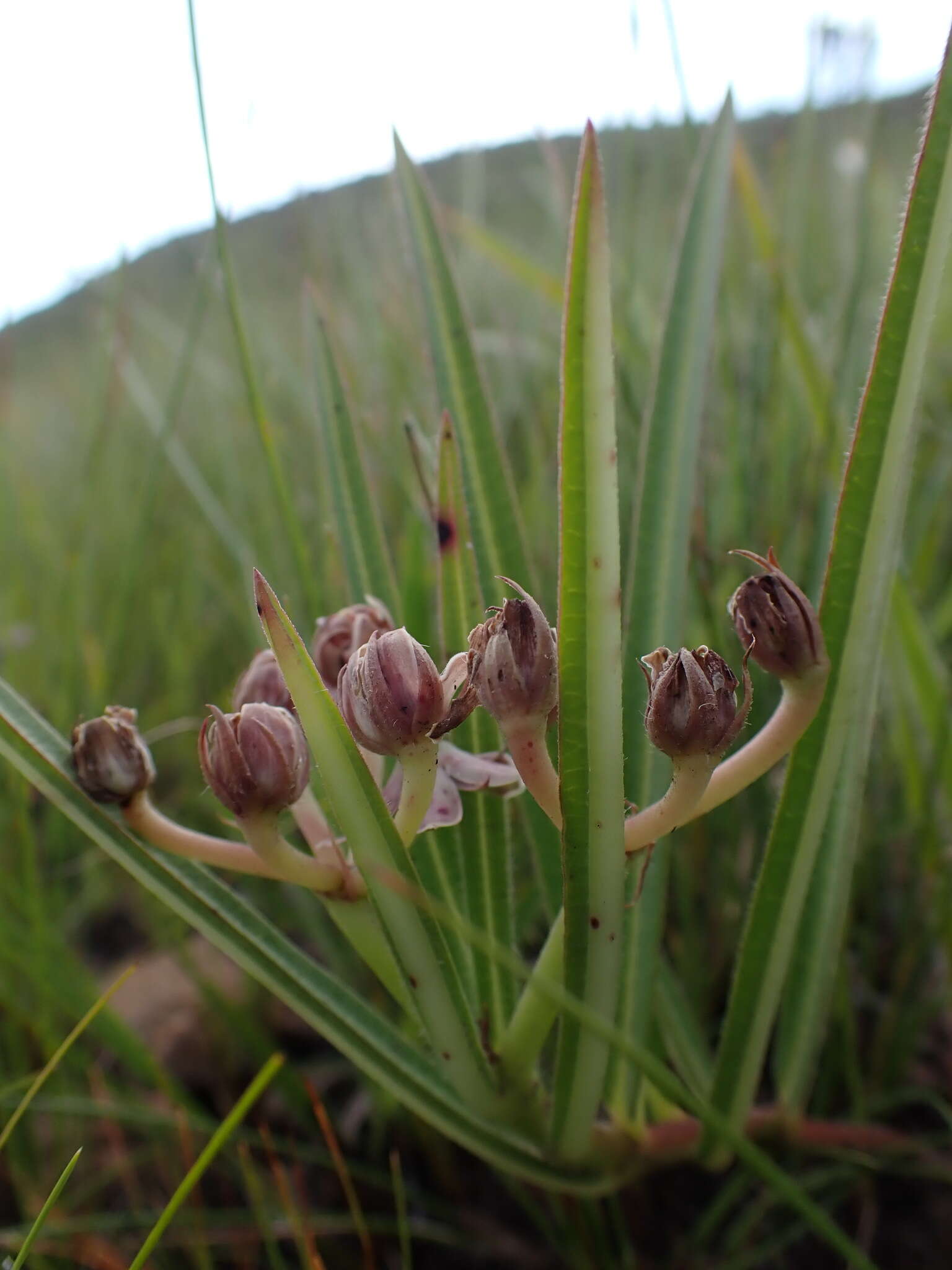 Слика од Asclepias crassinervis N. E. Br.