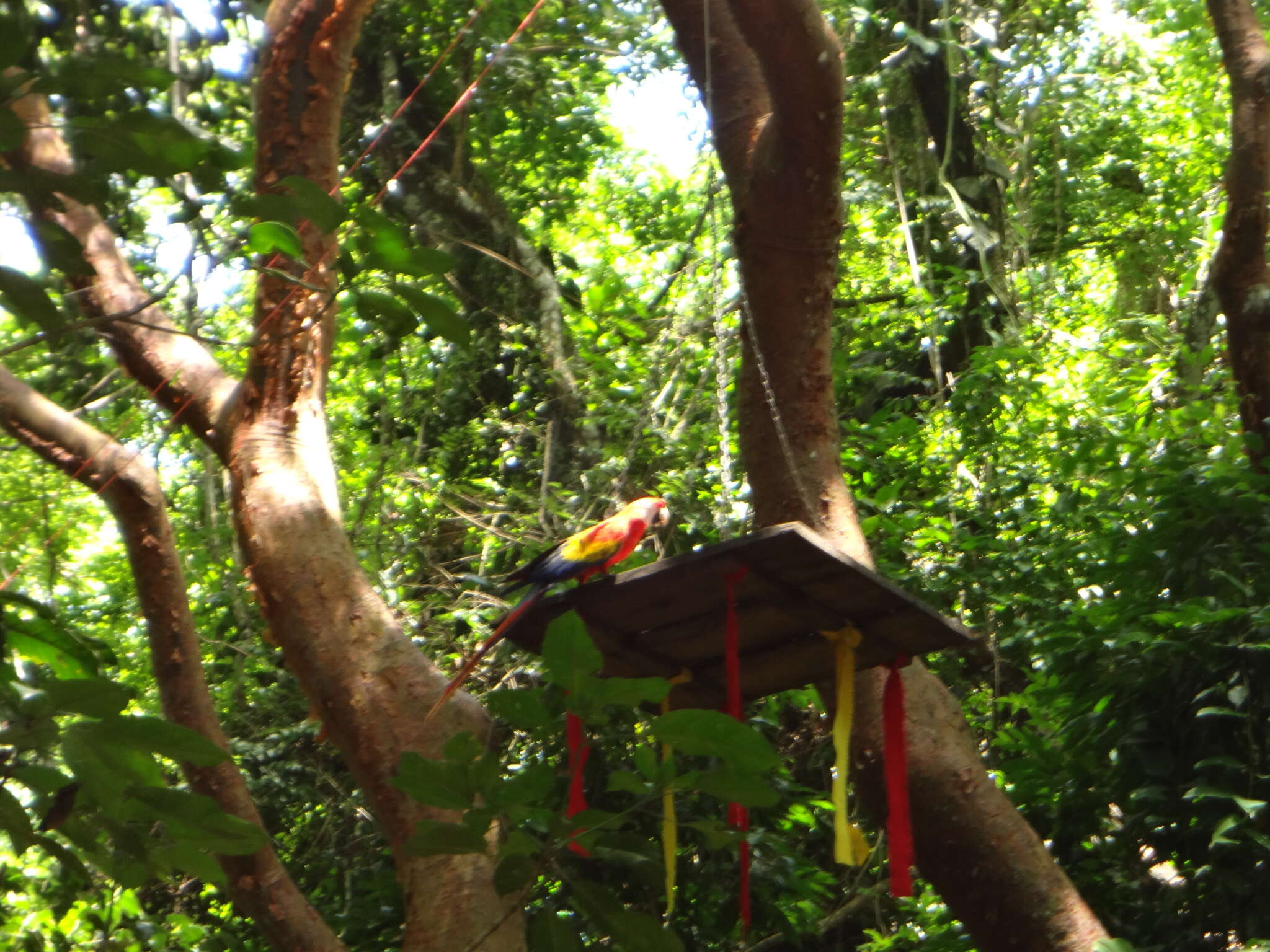 Image of Scarlet Macaw