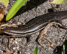 Image of Trachylepis homalocephala (Wiegmann 1828)