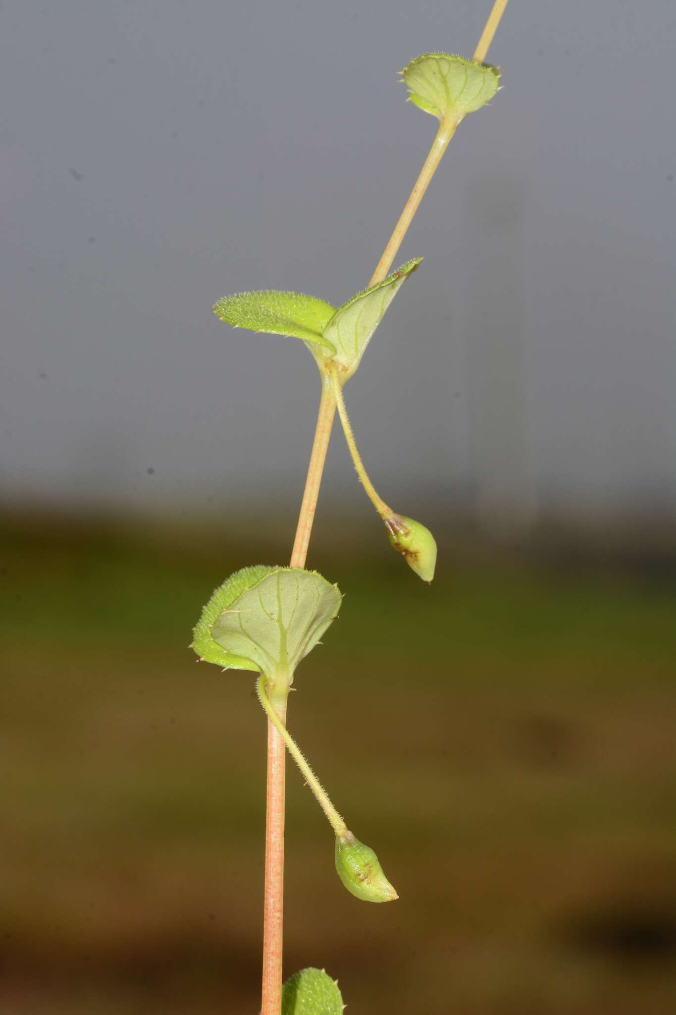 Image of Impatiens lawii Hook. fil. & Thoms.