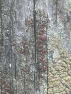 Image of rim lichen