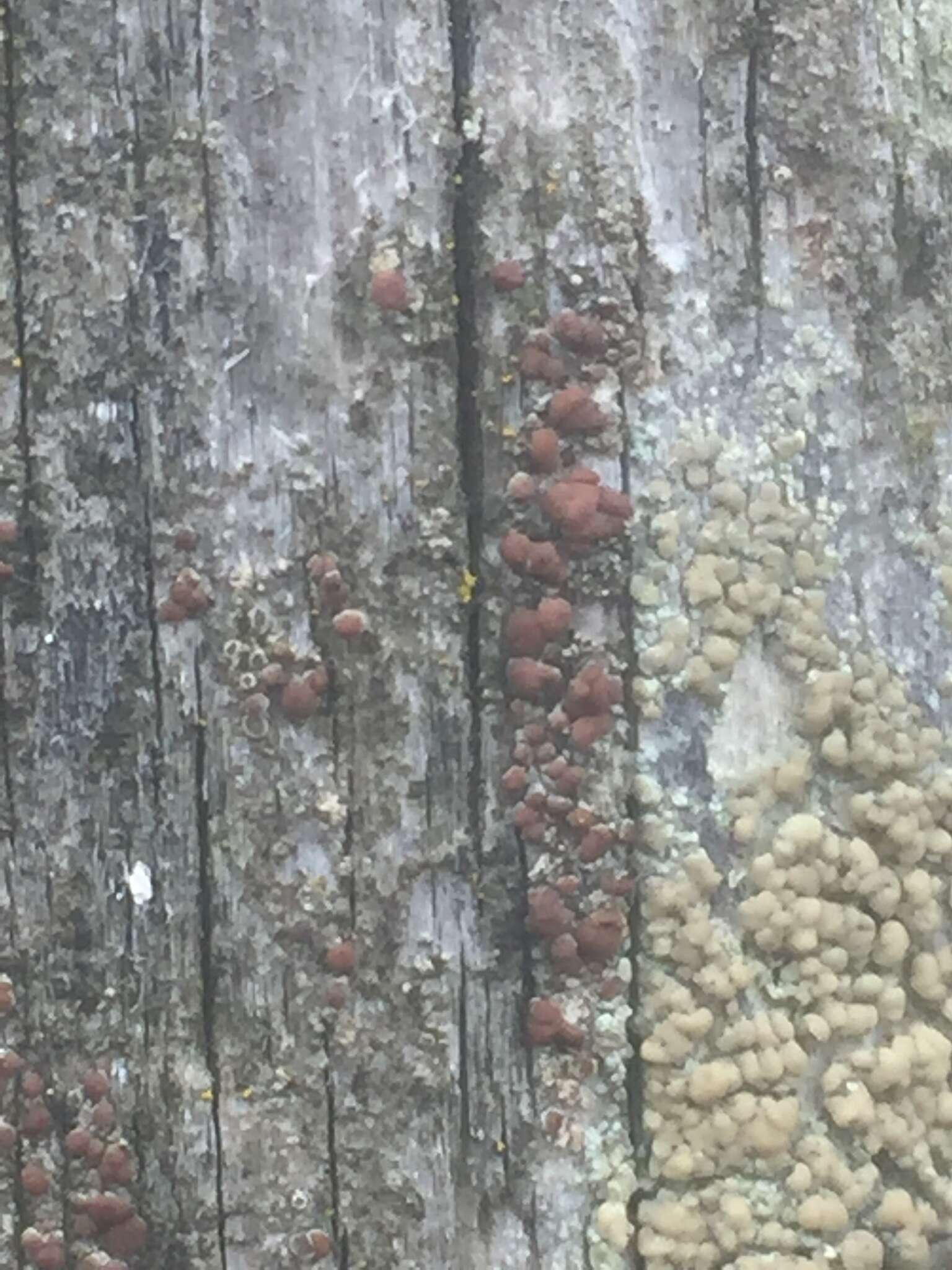 Image of rim lichen