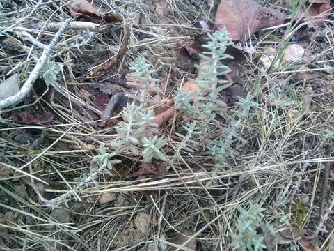 Image of Teucrium polium subsp. polium