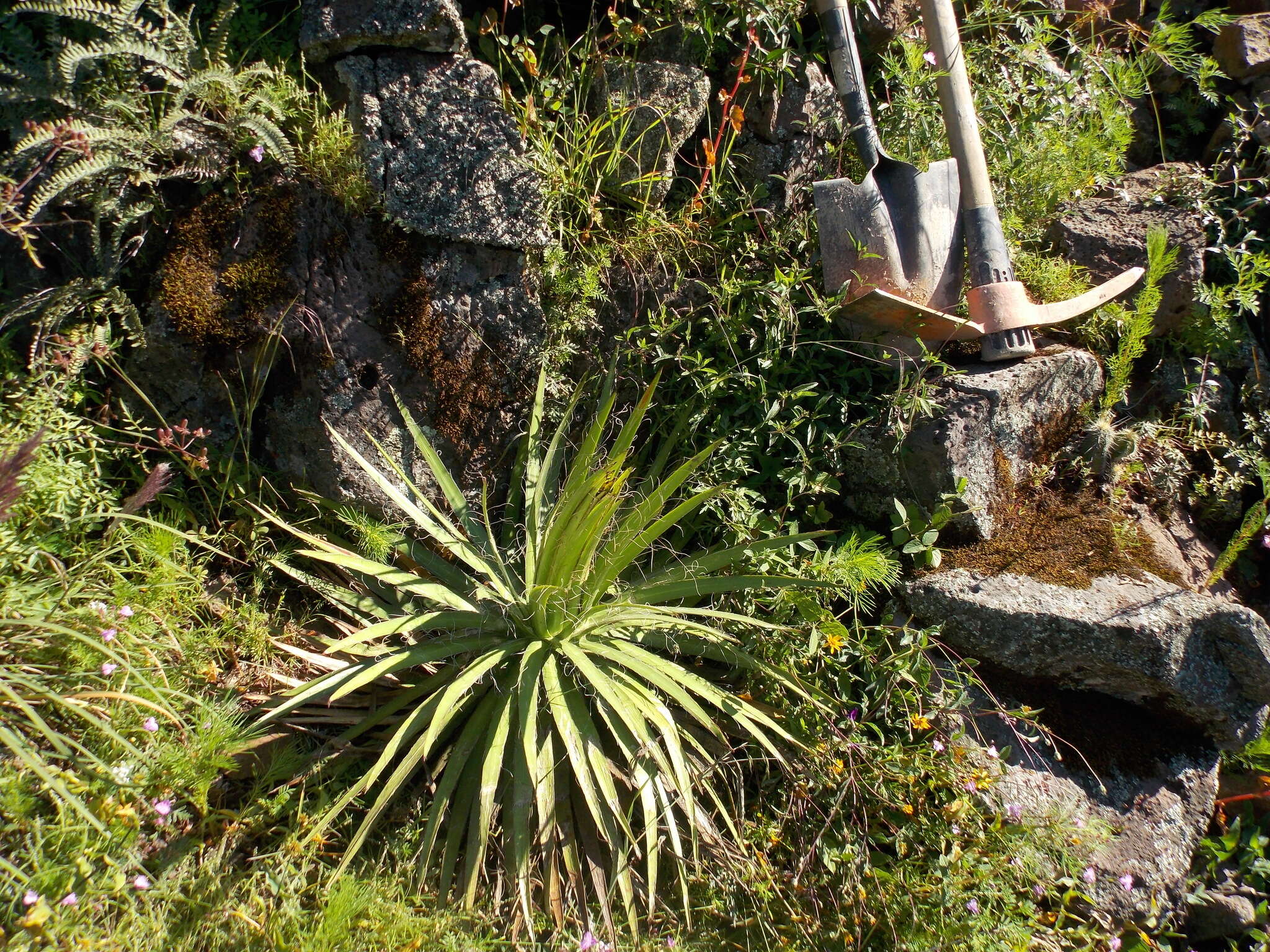 Image of Agave multifilifera Gentry