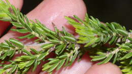 Image of Erica unicolor Wendl.