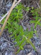 صورة Eupatorium petaloideum Britt.