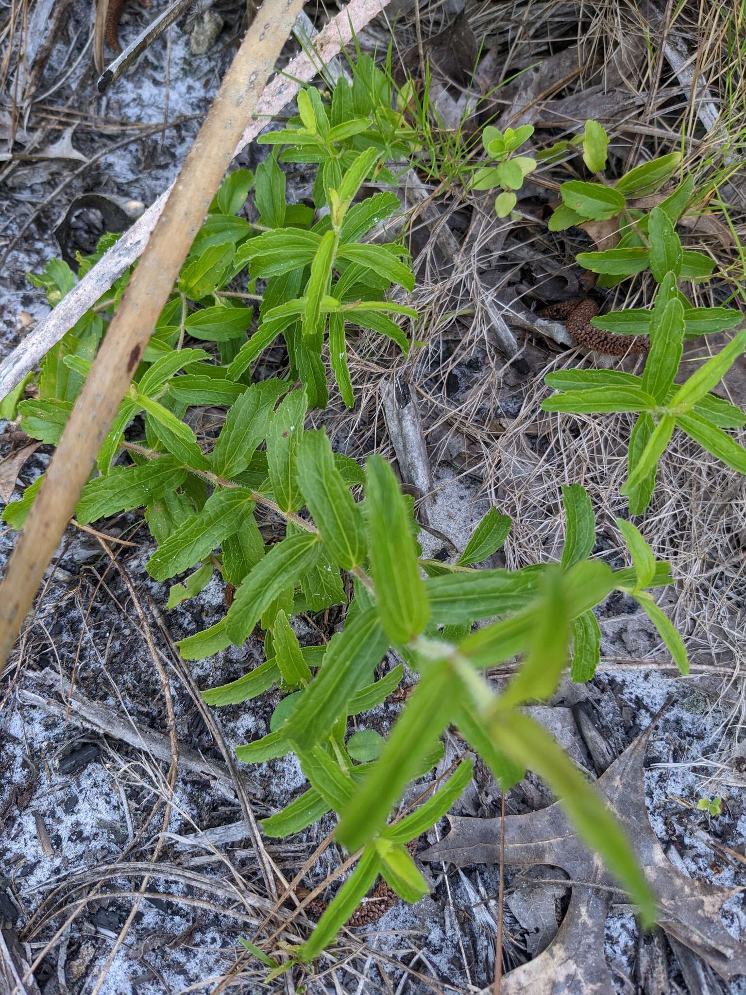 Imagem de Eupatorium petaloideum Britt.