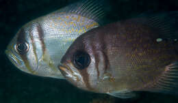 Image of Threadfin pearl perch