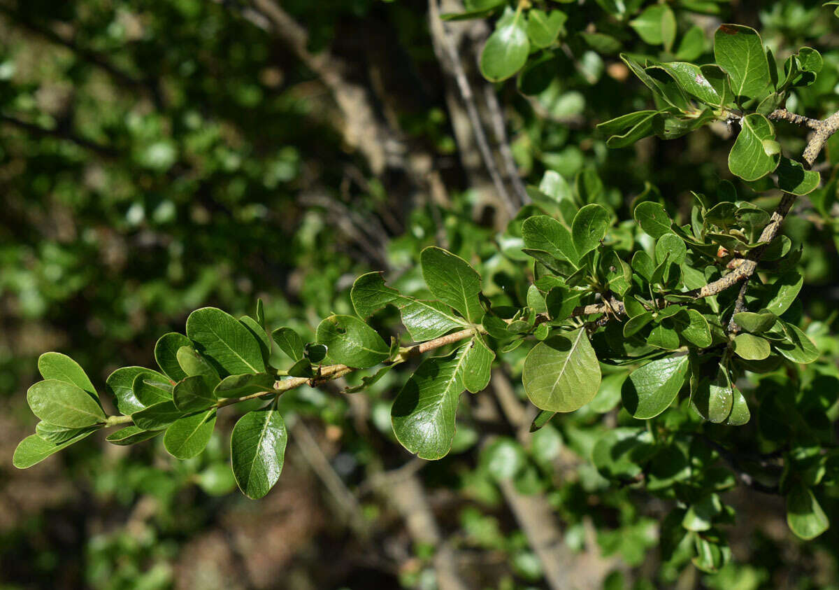 Plancia ëd Gardenia vilhelmii Domin