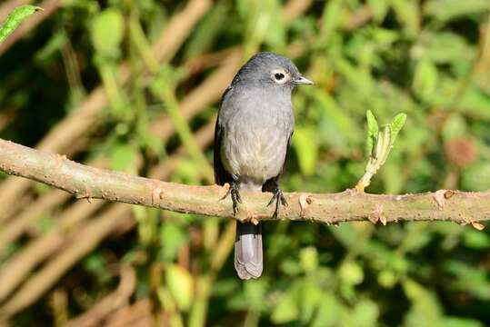 Image of White-eyed Slaty Flycatcher