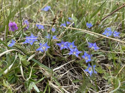 Gentiana aquatica L.的圖片