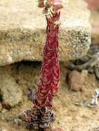 Image of Crassula alpestris subsp. alpestris