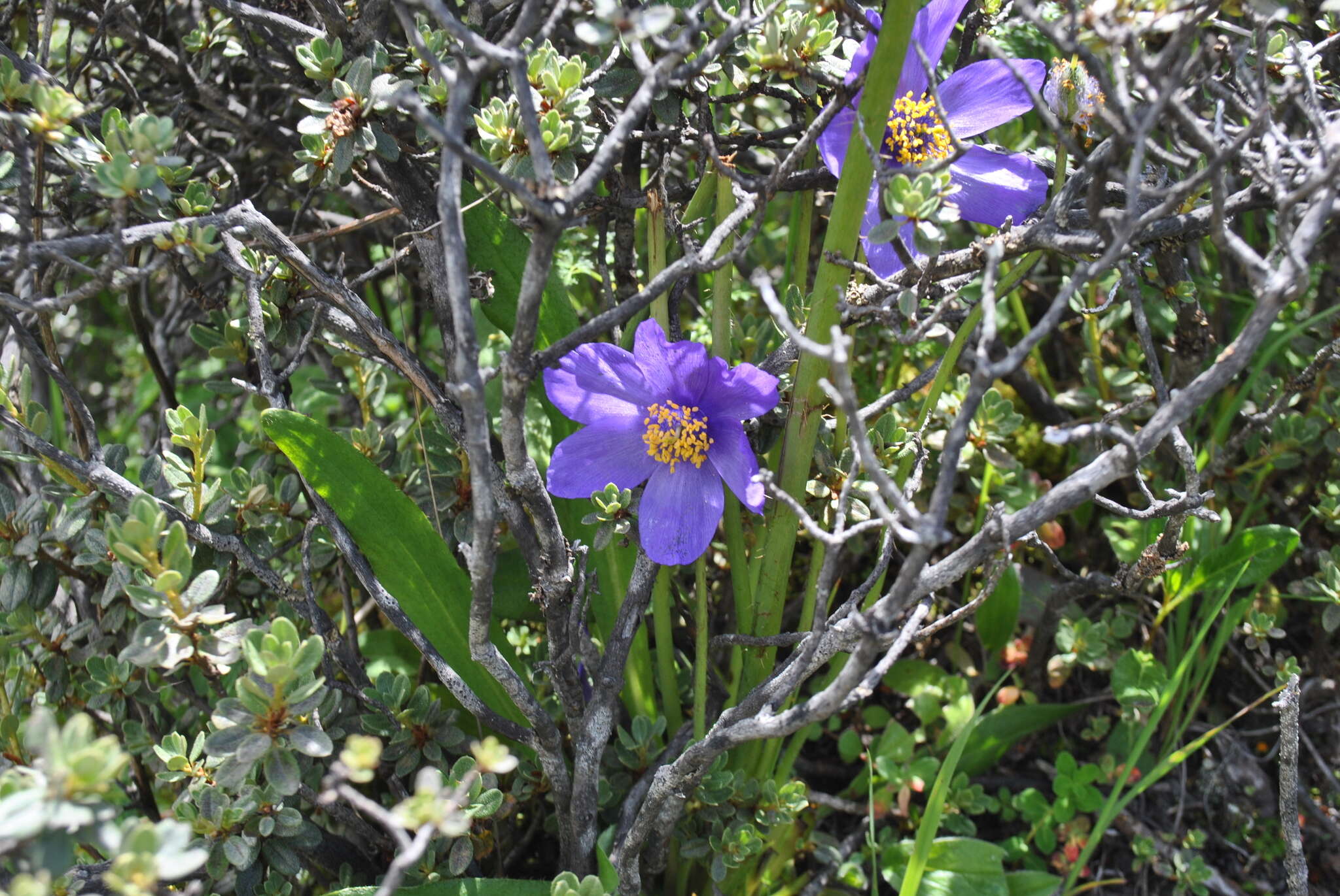 Image of Meconopsis henrici Bureau & Franch.