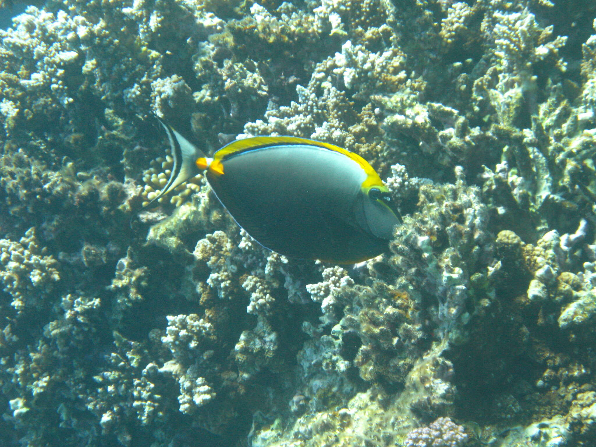 Image of Elegant Unicornfish