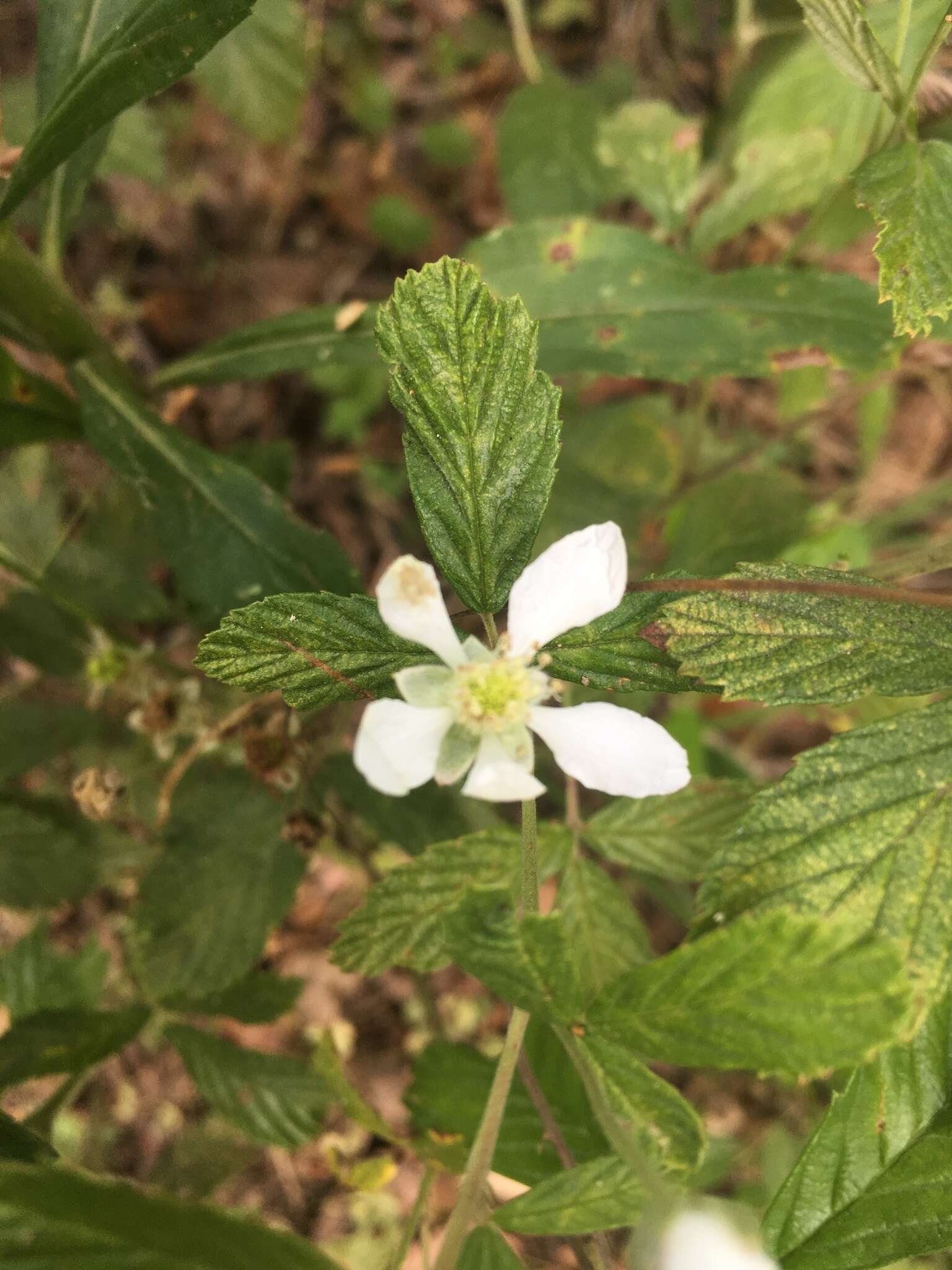 Слика од Rubus pensilvanicus Poir.