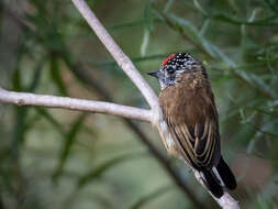 Image of Mottled Piculet