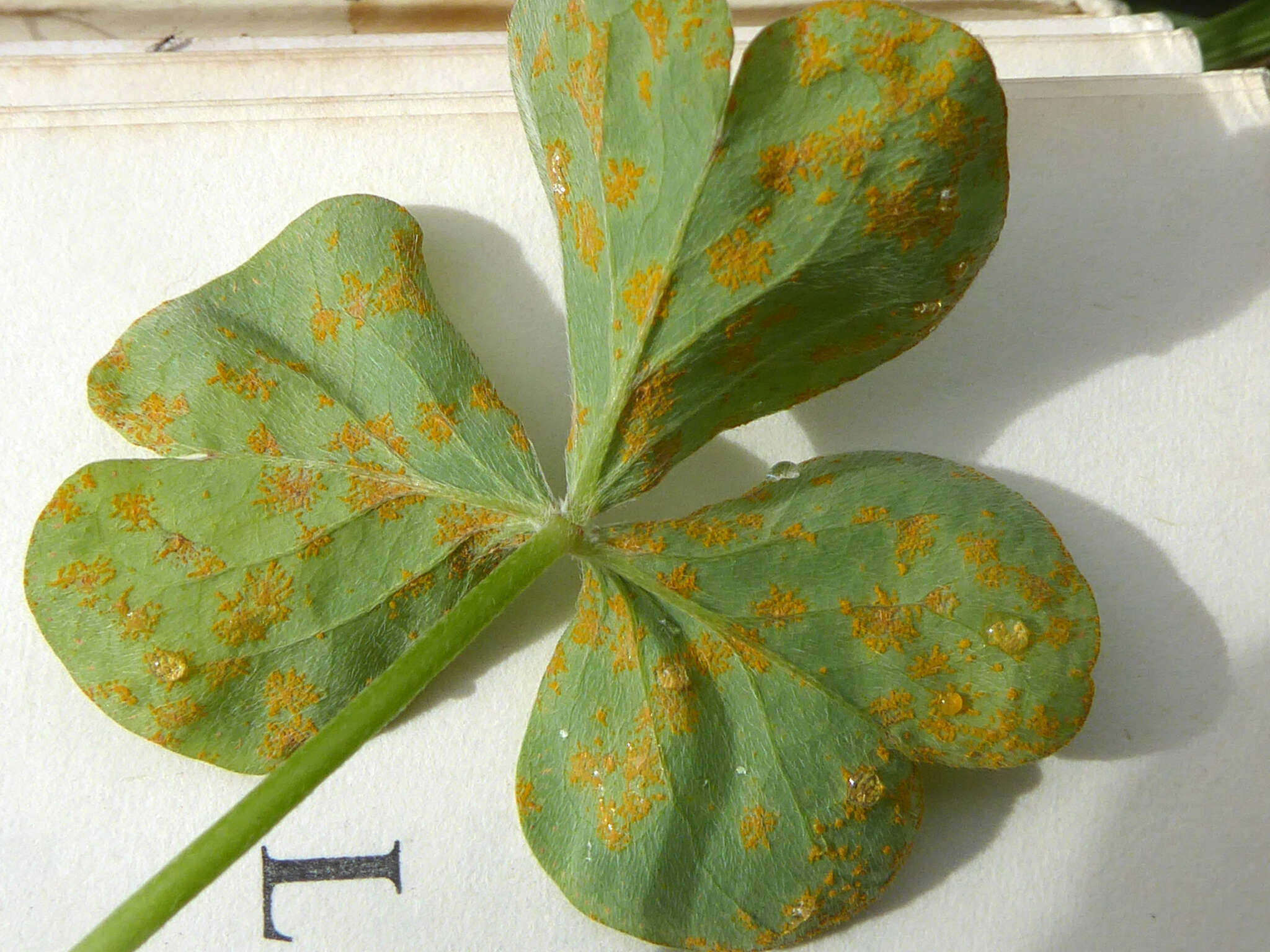 Слика од Puccinia oxalidis Dietel & Ellis 1895