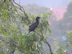 Image of Indian Cormorant